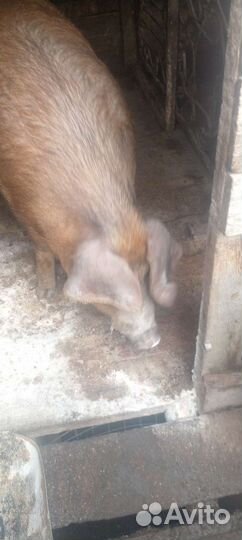 Свинка (дюрок)