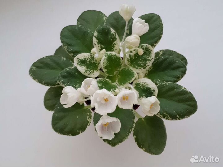 Излишки фиалок