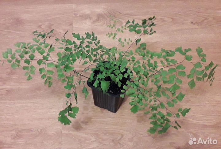 Адиантум венерин волос