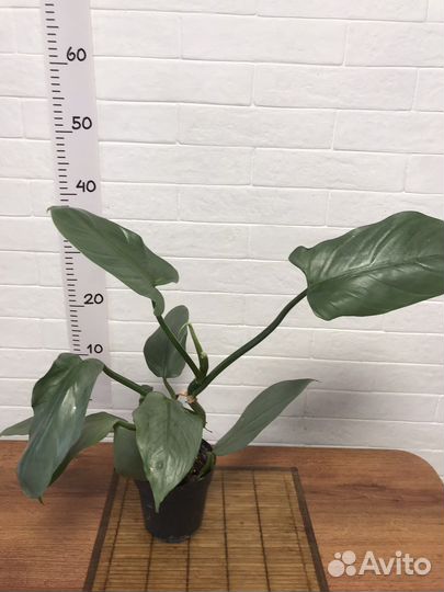 Филодендрон Сильвер Хастатум