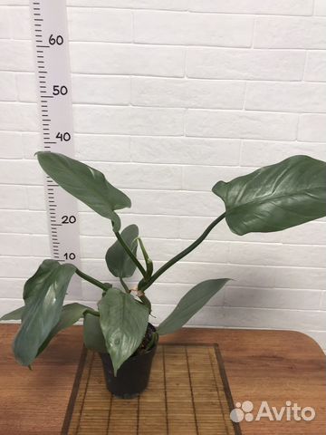 Филодендрон Сильвер Хастатум