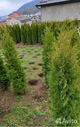 Хвойные растения