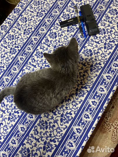 Кот в добрые руки