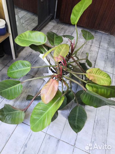 Филодендрон