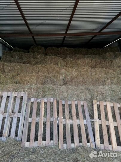 Продаем сено