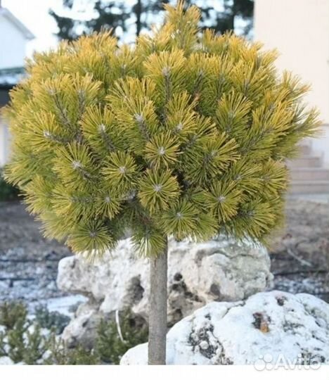 Сосна на штамбе