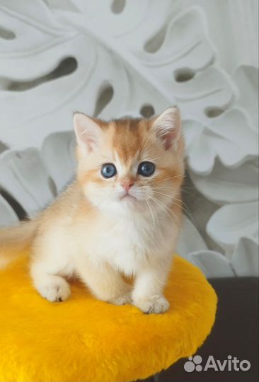 Британской Золотой шиншиллы котик