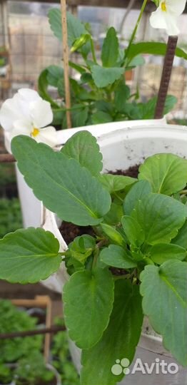 Рассада огурцов, цветов