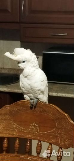 Попугай какаду