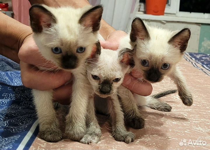Канадский сфинкс котенок