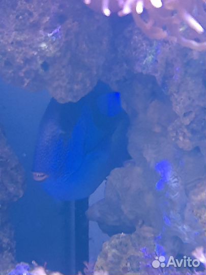 Продам морской аквариум