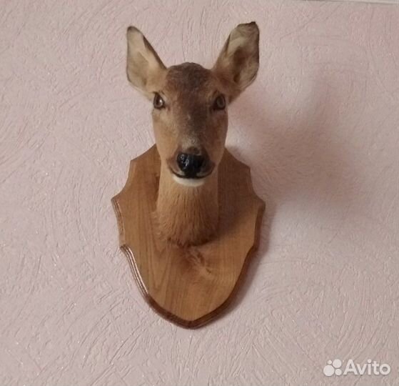 Чучело косули (самка)