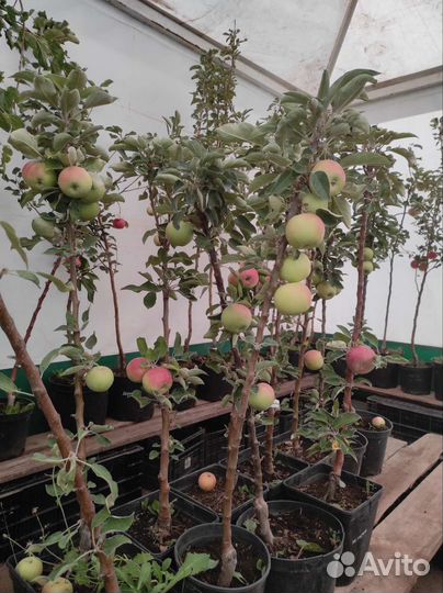 Саженцы районированные