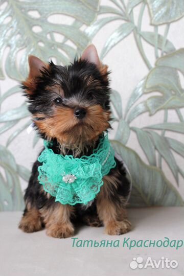 Щенки йорка - счастье можно купить