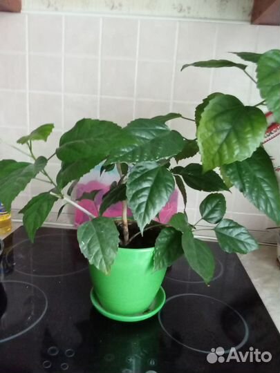 Гибискус Герань