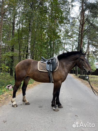 Продаётся молодая кобыла