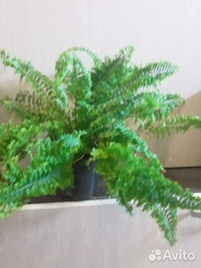 Папоротники нефролеписы