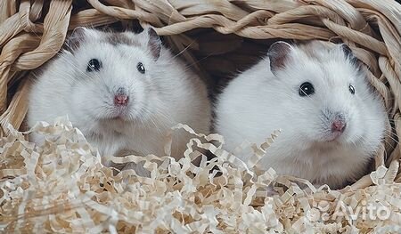 Красивые джунгарские хомячки из питомника