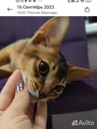 Кот вашей мечты