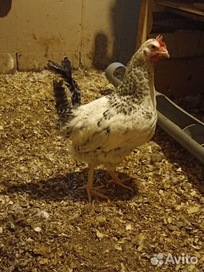 Петушки доминант