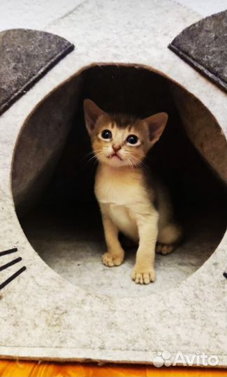 Абиссинские котята