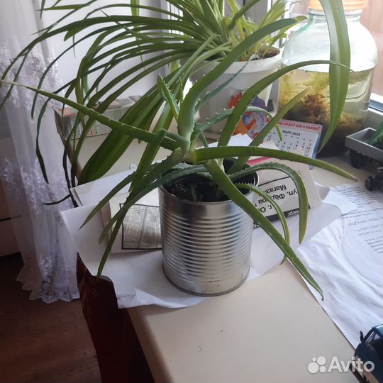 Алоэ