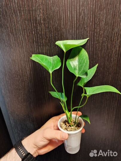 Антуриум андреанум даймонд ред