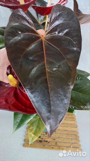 Антуриум деликата