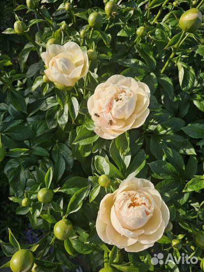 Пастелеганс