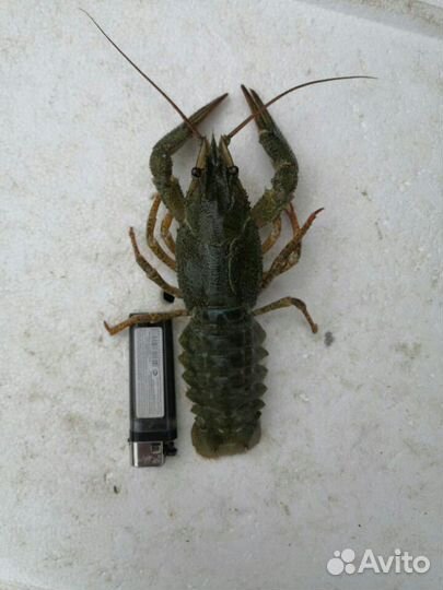 Живые раки р.Сал