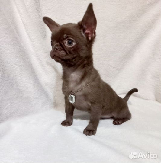 Щенки чихуахуа