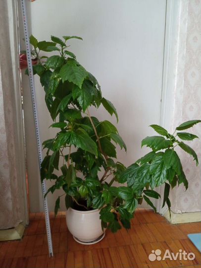 Гибискус сортовый взрослый