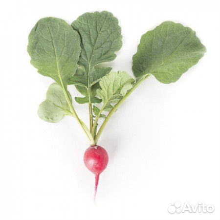 Семена Редиса 