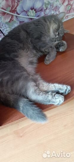 Кошка шебочка