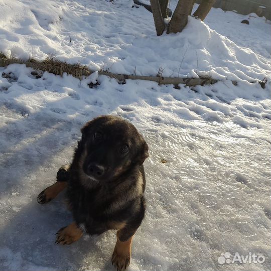 Щенок в добрые руки бесплатно