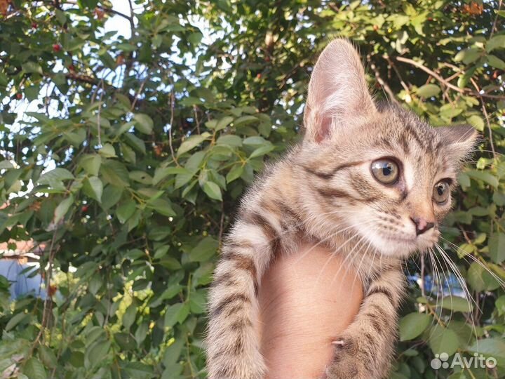 Малышка Люси ищет дом