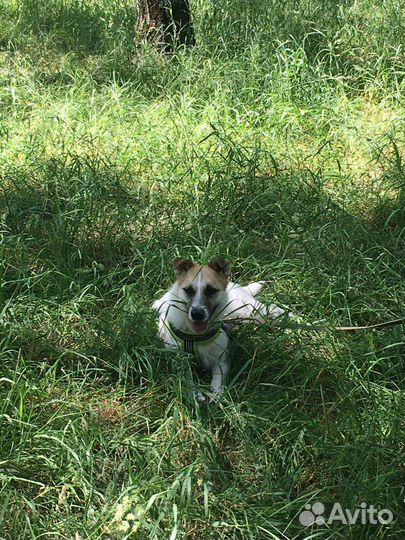 Маленькая собака