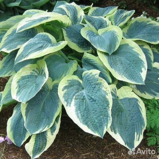 Хоста Американ Хало