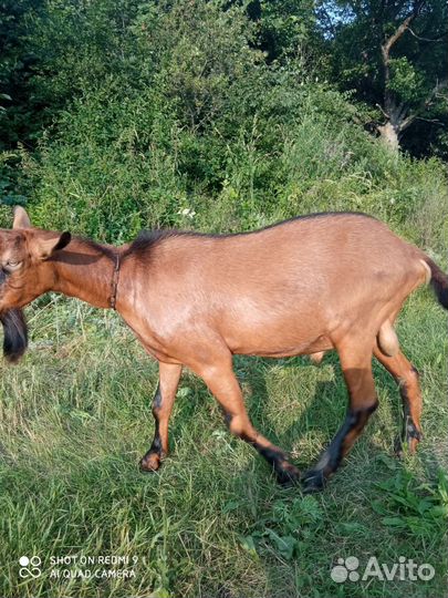 Чешская козочка