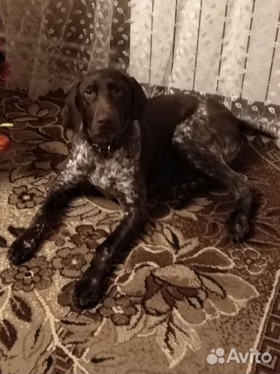 Курцхаар вязка