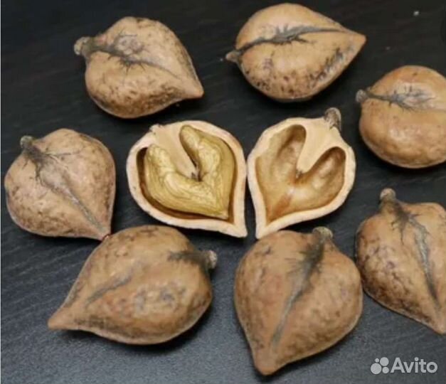 Орех сердцевидный саженцы