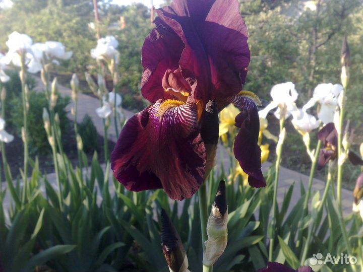 Ирисы сортовые (цвета бордовый, жёлтый, белый)