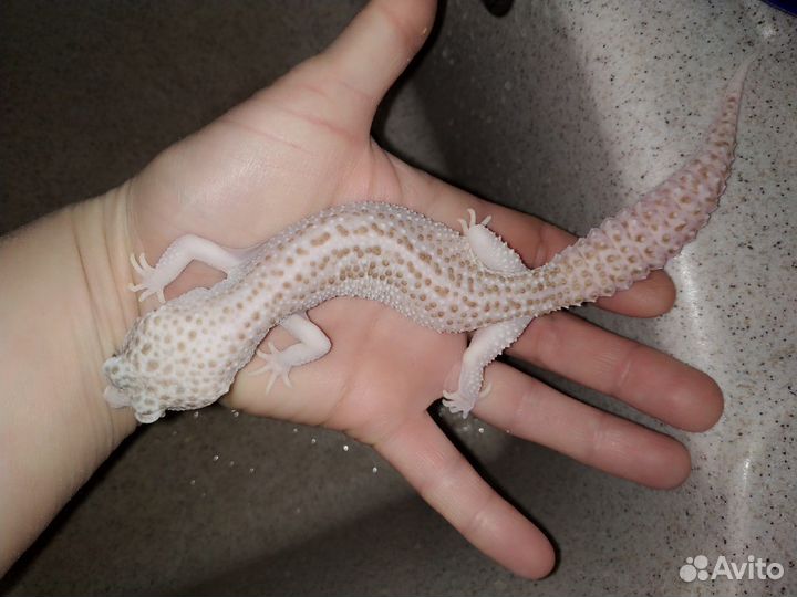 Ящерицы Эублефары