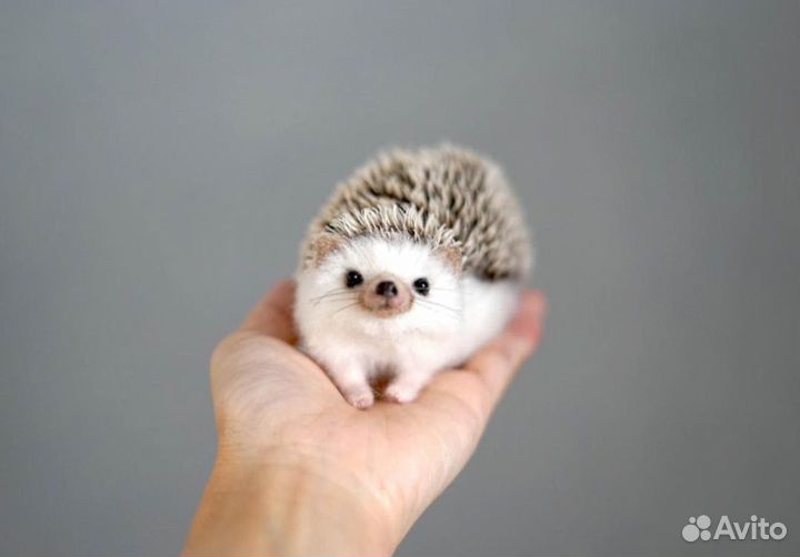 Игрушка милый ежик