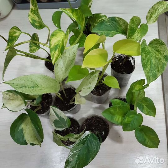 Эпипремнум 8 сортов