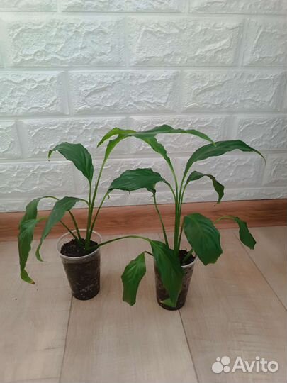 Спатифиллум