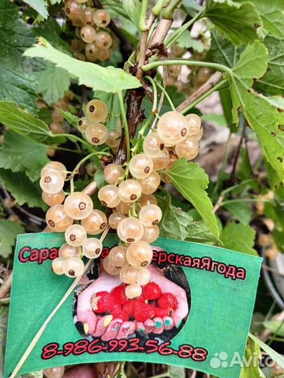 Саженцы смородины