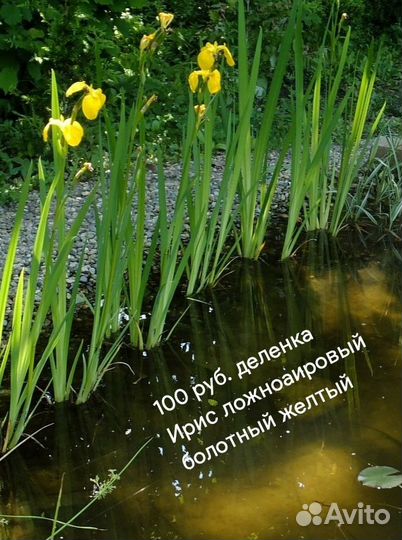 Растения для пруда