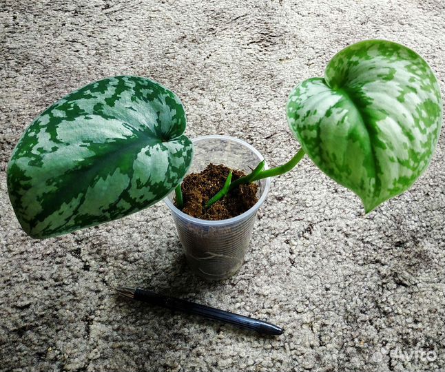 Комнатные Лианы/Эпипремнум/Сциндапсус/Филодендрон