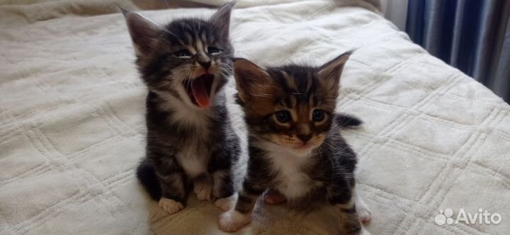 Котята мейн-кун